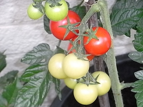 トマトの最後の収穫　　　     　’１４_c0169179_4502474.jpg