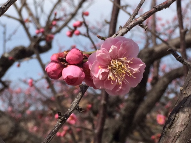 南公園　梅祭り_e0094589_20352820.jpg