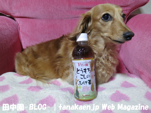商品が続々入荷中！_b0200291_22201137.jpg