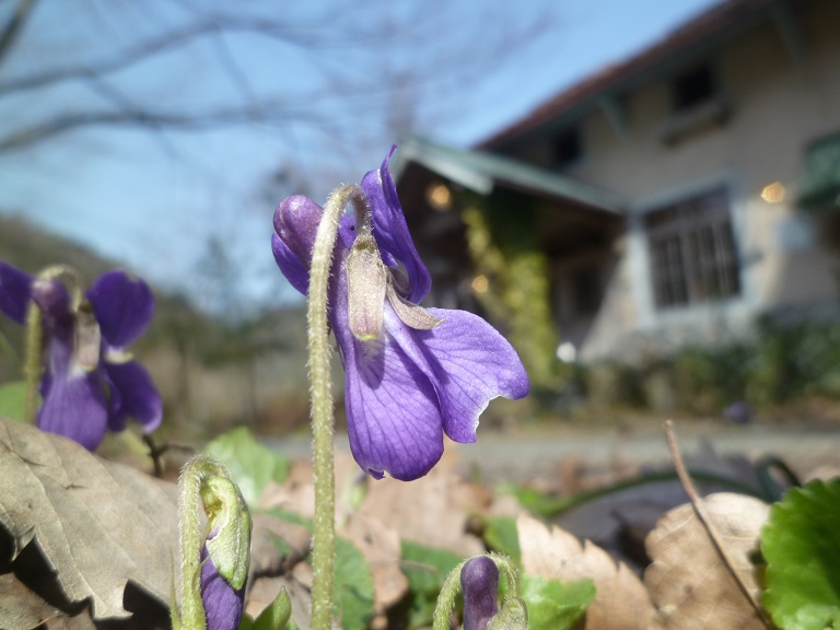ミモザを植える_d0087595_13123415.jpg