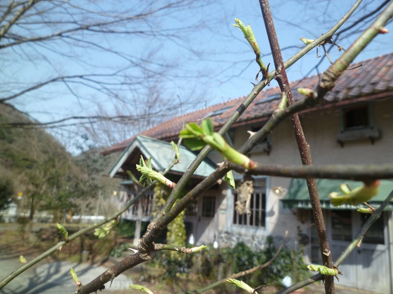 ミモザを植える_d0087595_1312994.jpg