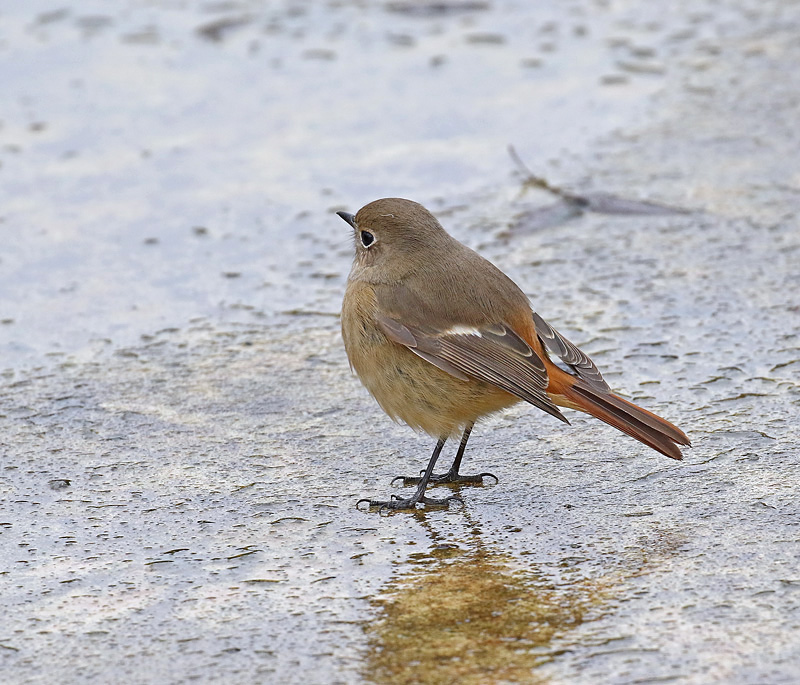 水を抜いた池で「ジョウビタキ♀」_d0195897_13162672.jpg