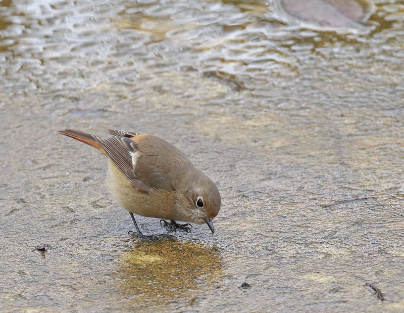 水を抜いた池で「ジョウビタキ♀」_d0195897_13191679.jpg