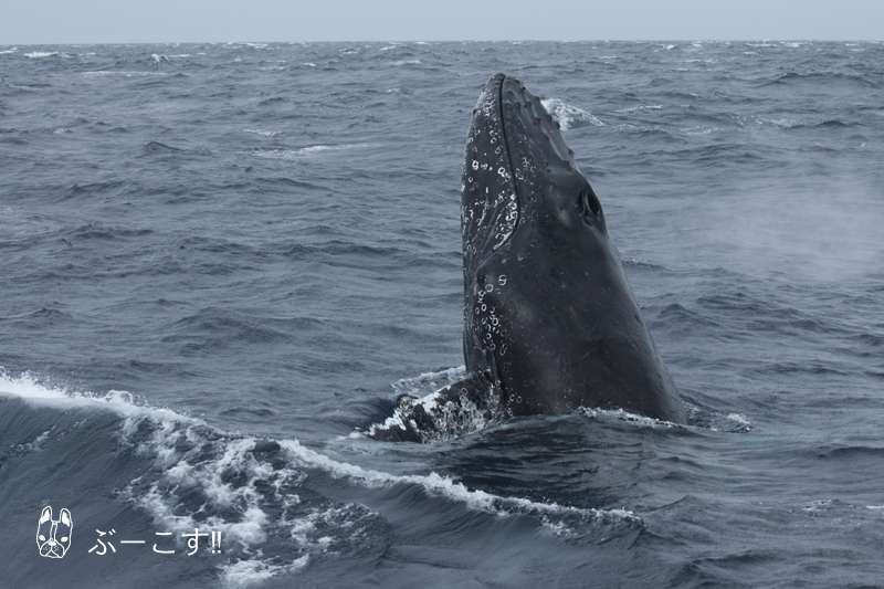 ザトウクジラ（久米島）_f0156300_21443649.jpg