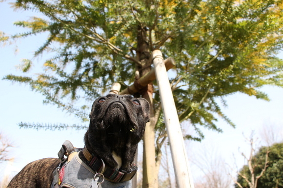 木場公園のミモザとどんこ_a0284809_21414830.jpg