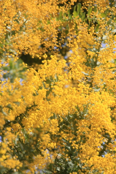 a0284809_21414876.jpg