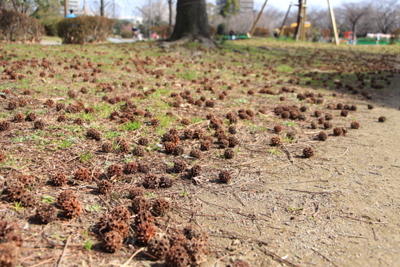 木場公園のミモザとどんこ_a0284809_22124308.jpg