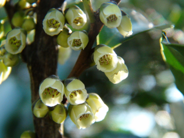 姫榊（ヒサカキ）の花と匂い…2015/3/1_f0231709_1261362.jpg