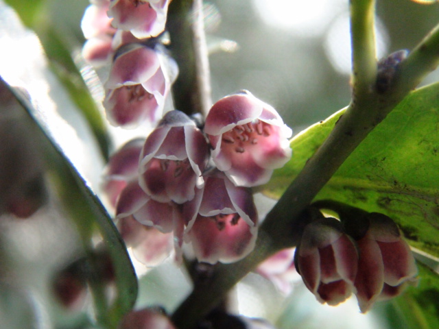 姫榊（ヒサカキ）の花と匂い…2015/3/1_f0231709_129457.jpg