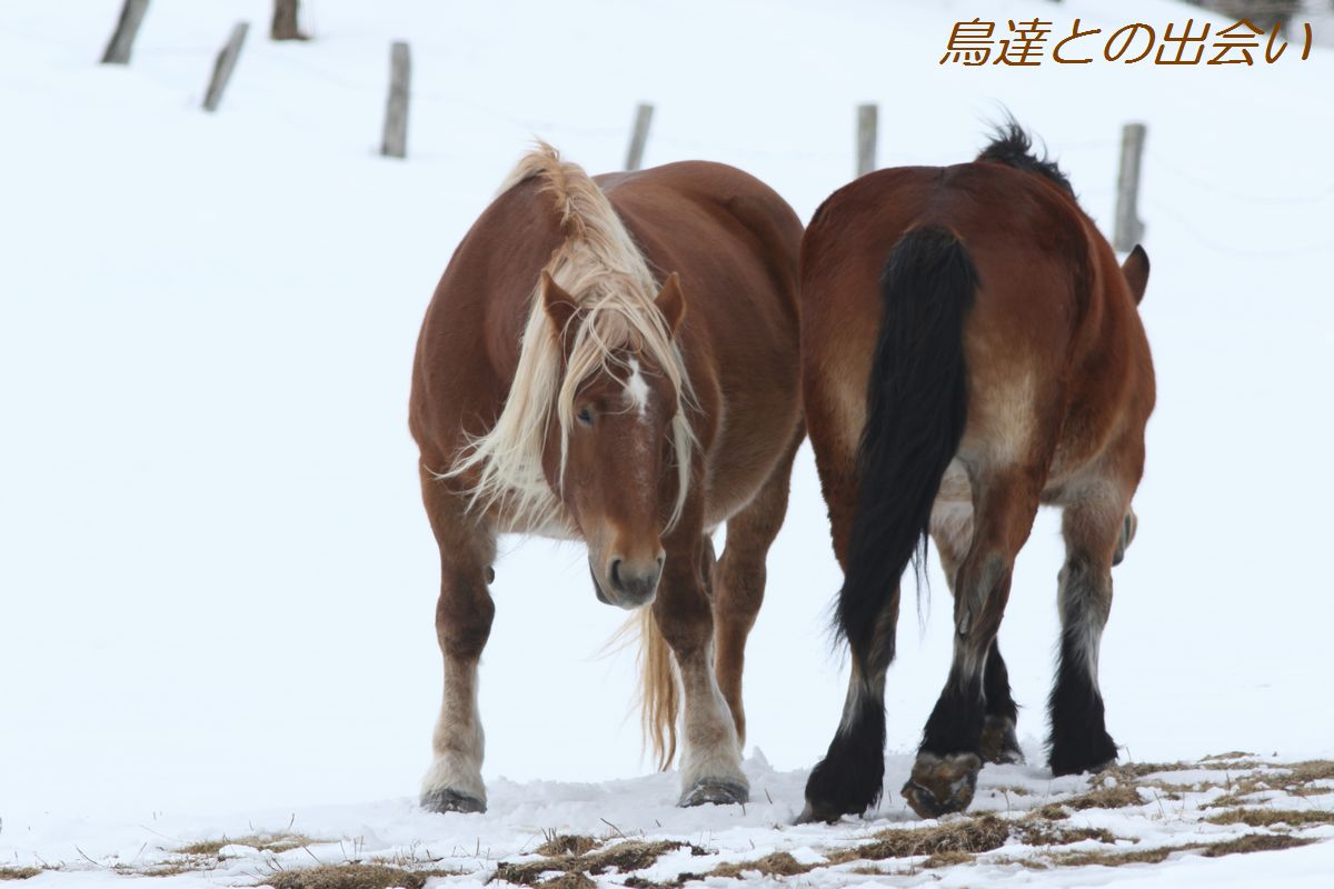 北海道遠征 番外編 どさんこ馬 ブログ鳥達との出会い