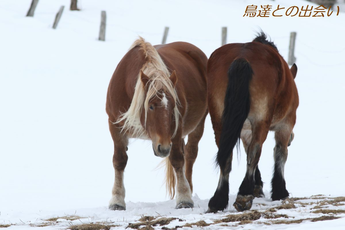 北海道遠征(番外編)・・・どさんこ馬_e0139623_19315974.jpg