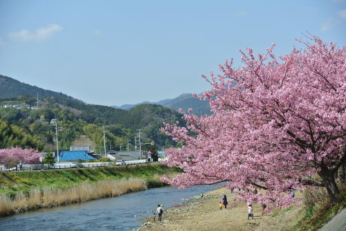 河津桜を見に行きました。_b0312230_22355299.jpg