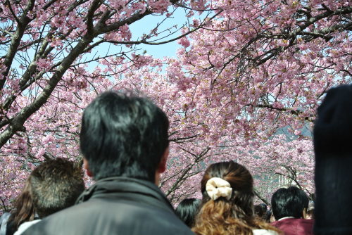 河津桜を見に行きました。_b0312230_22381115.jpg