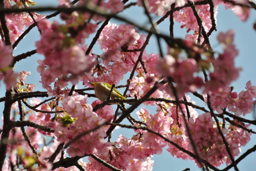 河津桜を見に行きました。_b0312230_22410901.jpg