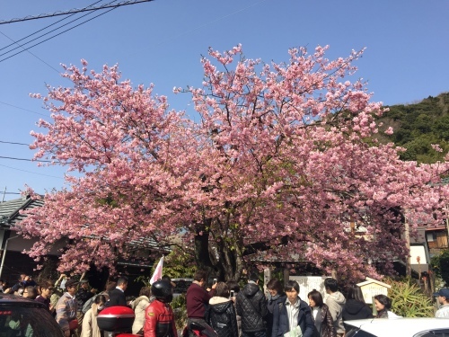 河津桜を見に行きました。_b0312230_22494885.jpg