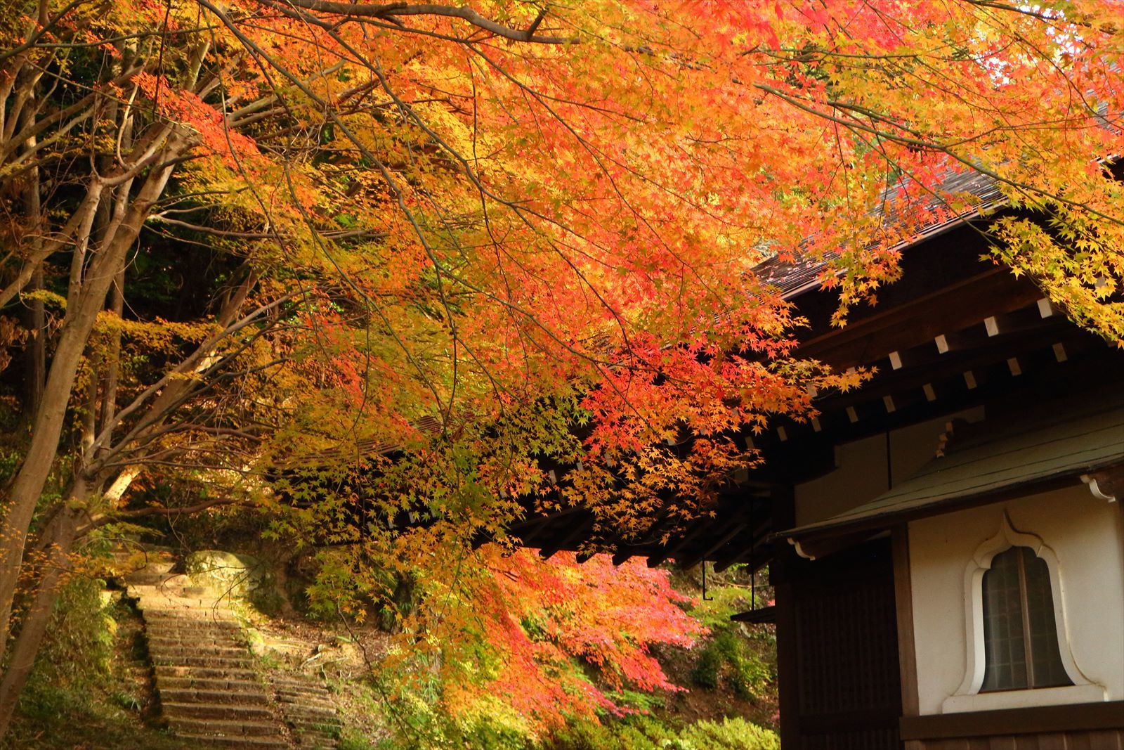 南大阪　弘川寺の紅葉　それはそれは見事な_a0219537_11200926.jpg