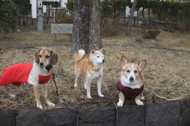 難しいのは集合写真_b0031538_2321155.jpg