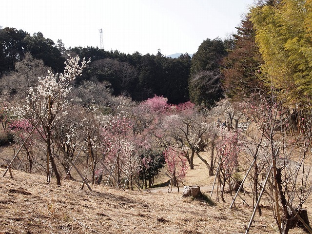 河津桜を見に行ったら夜桜だった2015 #2【みしまコロッケせんべいが美味しかった！】_b0141240_15170837.jpg