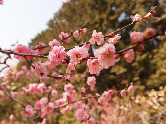 河津桜を見に行ったら夜桜だった2015 #2【みしまコロッケせんべいが美味しかった！】_b0141240_15171140.jpg