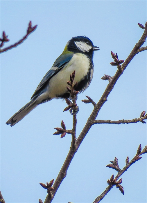 シジュウカラ、ヤマガラ_b0242140_18442511.jpg