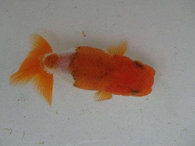 f0334143_945720.jpg