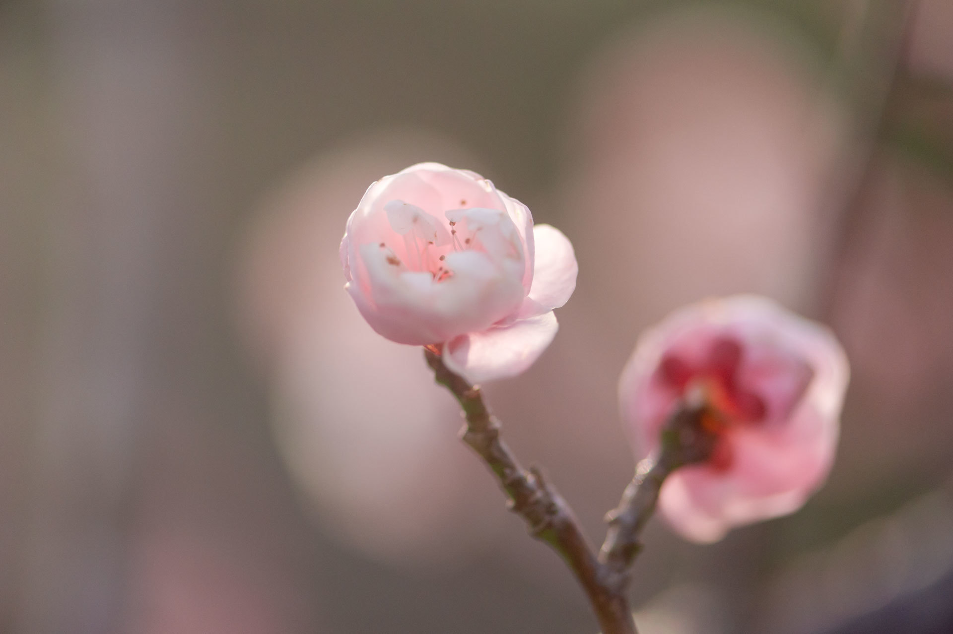 ★梅　鎮国寺　福岡県宗像市　2015.02.15_b0023047_04464085.jpg