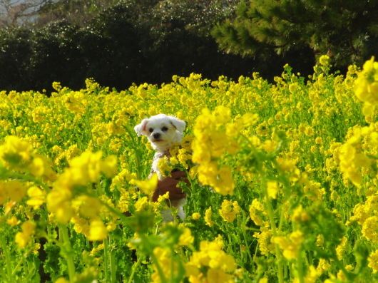 渥美半島の菜の花_b0254548_09223670.jpg