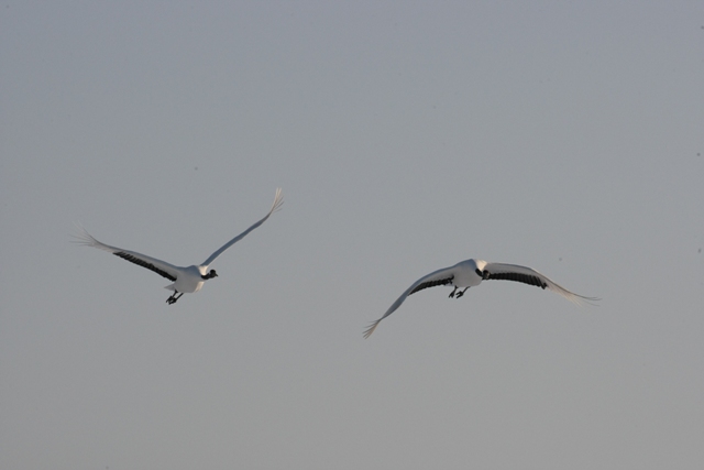 白鳥・丹頂・北の小鳥_b0144049_15382995.jpg