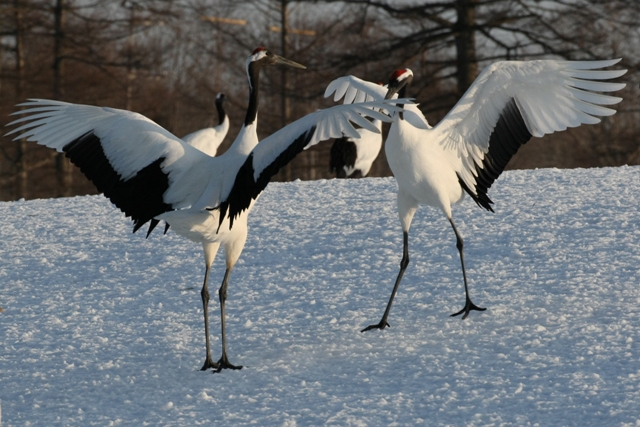 白鳥・丹頂・北の小鳥_b0144049_15385145.jpg