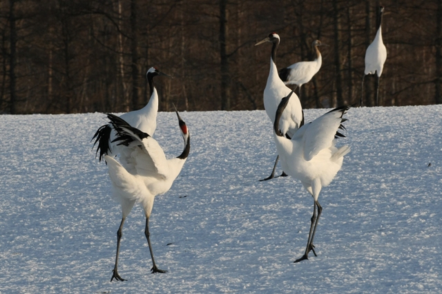 白鳥・丹頂・北の小鳥_b0144049_15385937.jpg