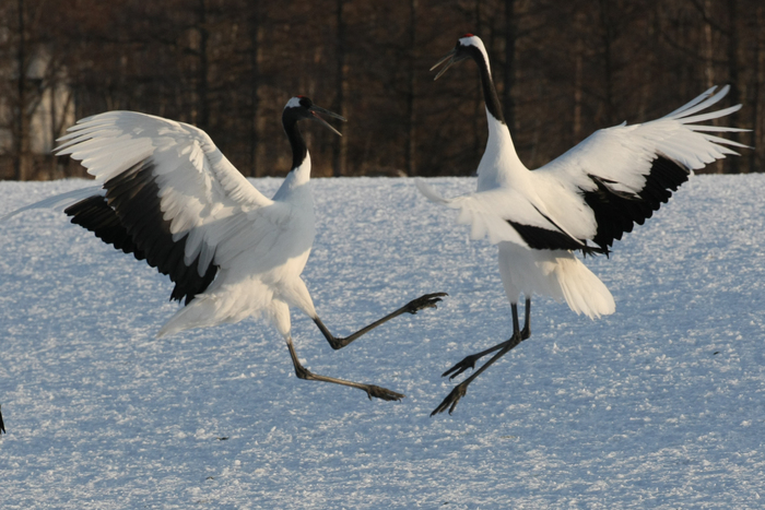 白鳥・丹頂・北の小鳥_b0144049_15401326.jpg