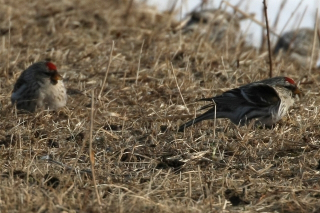 白鳥・丹頂・北の小鳥_b0144049_1636715.jpg