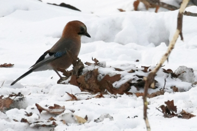 白鳥・丹頂・北の小鳥_b0144049_18193790.jpg