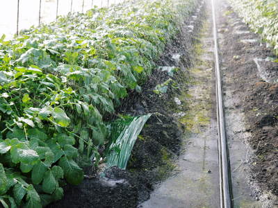長尾ブランドの新鮮野菜!大人気の朝採りダイコンに続き、朝採りニンジン、朝採りほうれん草販売スタート!_a0254656_17471070.jpg