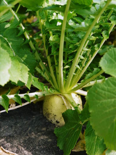 長尾ブランドの新鮮野菜!大人気の朝採りダイコンに続き、朝採りニンジン、朝採りほうれん草販売スタート!_a0254656_18315779.jpg
