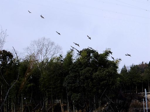 比叡山坂本（ひえいざんさかもと）散歩写真_c0191967_15381192.jpg