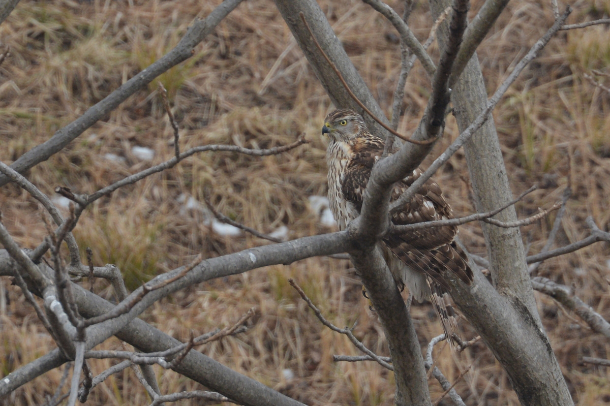 オオタカ親子 Ⅱ 若鳥_f0053272_9535884.jpg