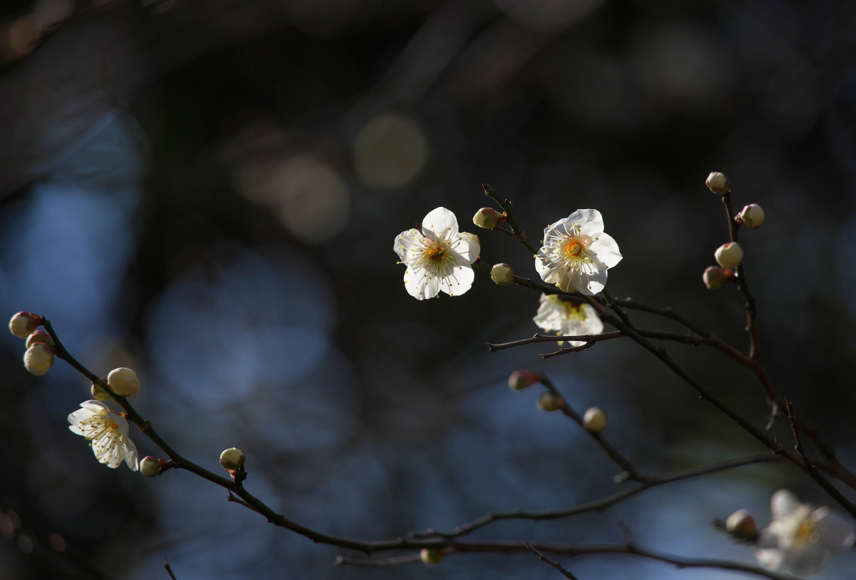 光と梅の花_b0044477_23571595.jpg