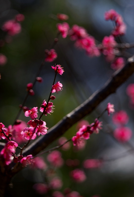 光と梅の花_b0044477_23572736.jpg