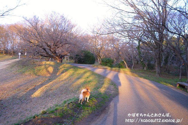 宝さがし_a0126590_10423917.jpg