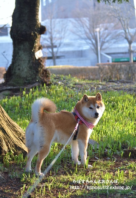 宝さがし_a0126590_10425917.jpg