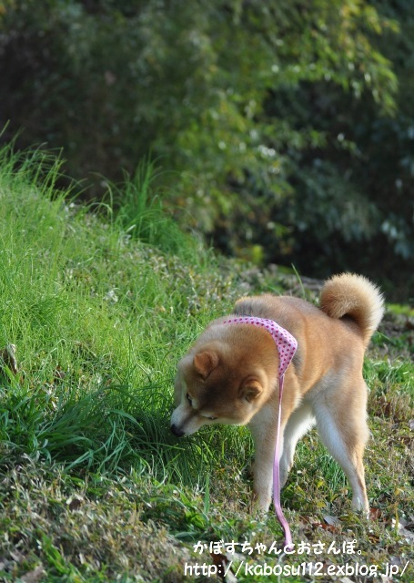 宝さがし_a0126590_10433895.jpg