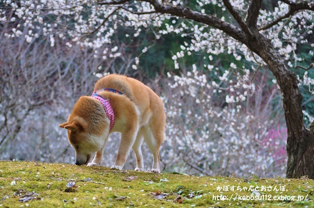 宝さがし_a0126590_10441130.jpg