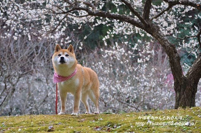 宝さがし_a0126590_10442568.jpg