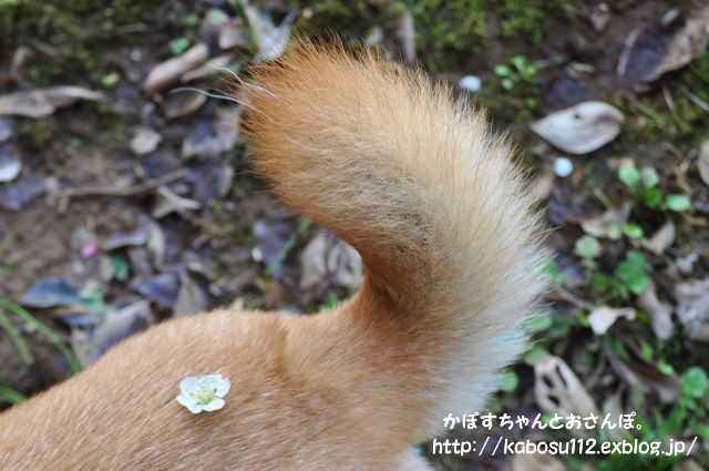 宝さがし_a0126590_10443766.jpg