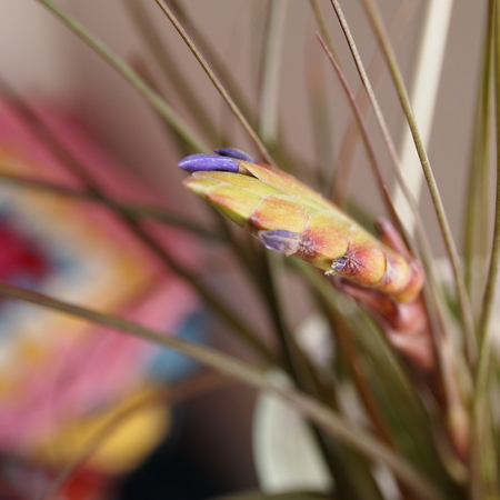 エアープランツのお花_a0292194_1752211.jpg