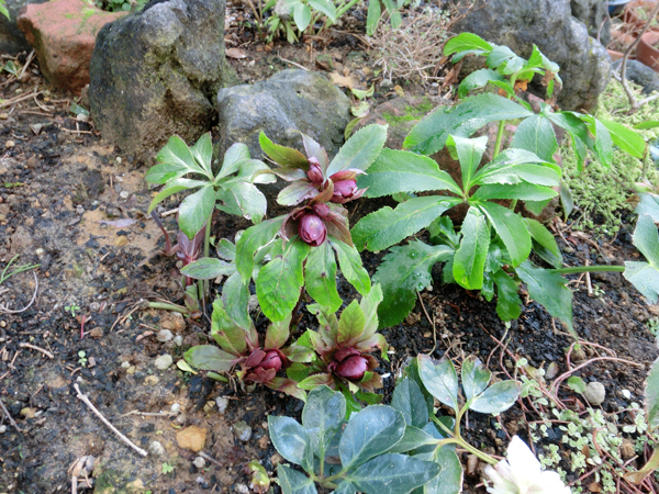e0131399_23272639.jpg