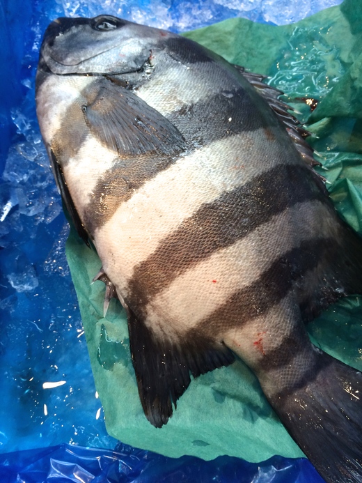 近海の魚_c0130206_1881234.jpg