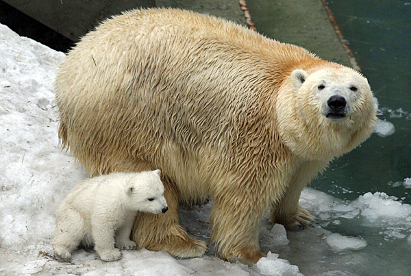 ロシア・ノヴォシビルスク動物園のシルカの来日後に彼女を飼育するのはどの動物園なのか？　（上）_a0151913_2545736.jpg