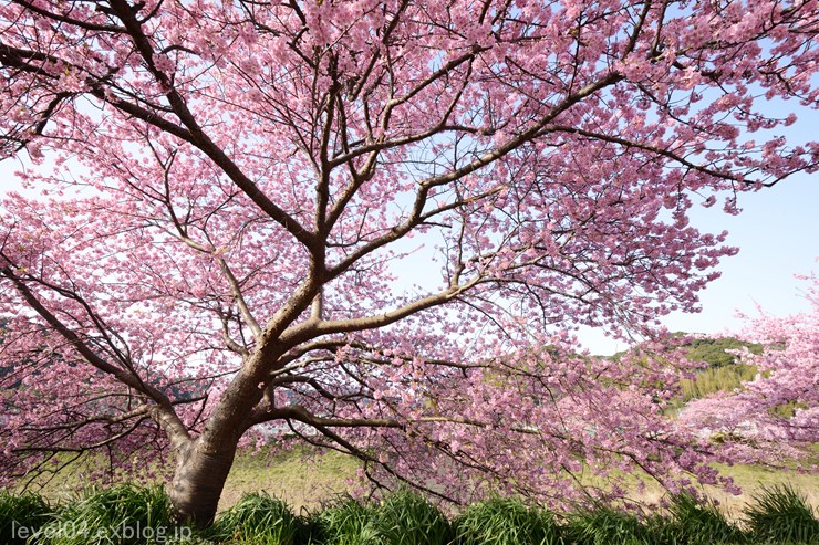 伊豆 第17回みなみの桜と菜の花まつり ～河津桜～_d0319222_23341683.jpg